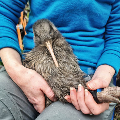 Save the Kiwi Save the Kiwi